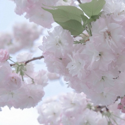 北京FurryQQ群介绍